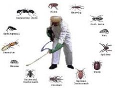 Mười loài côn trùng nguy hiểm nhất Việt Nam
